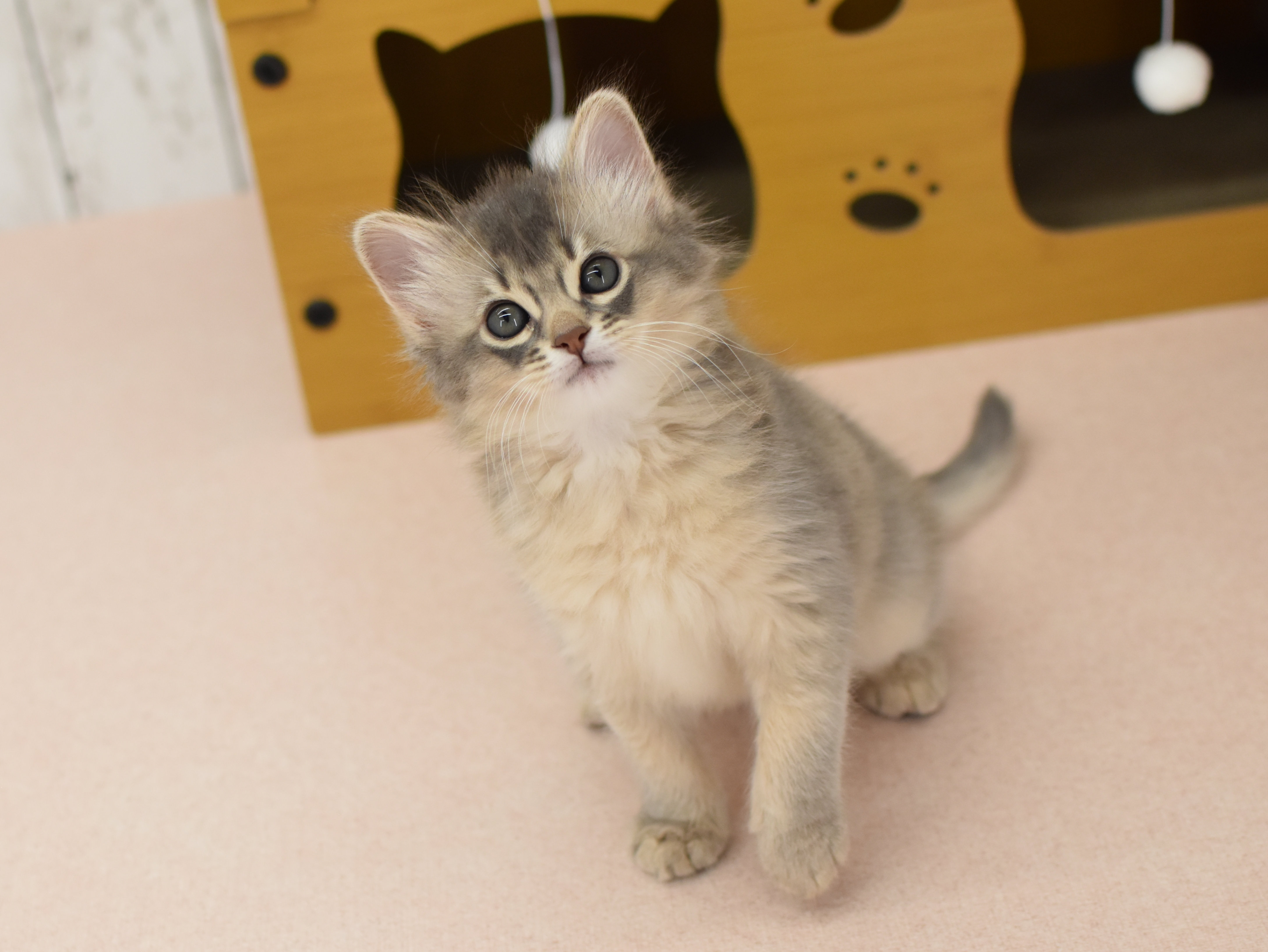 ソマリ　ブルー　めす　（２６年２月３日生れ）